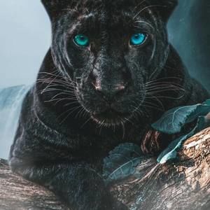 Meet your Posher, Darryl